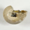 Cimmomia imperialis - Image 3