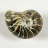 Cimomia imperialis - Image 3