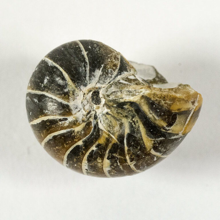 Cimomia imperialis