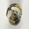 Cimomia imperialis - Image 2