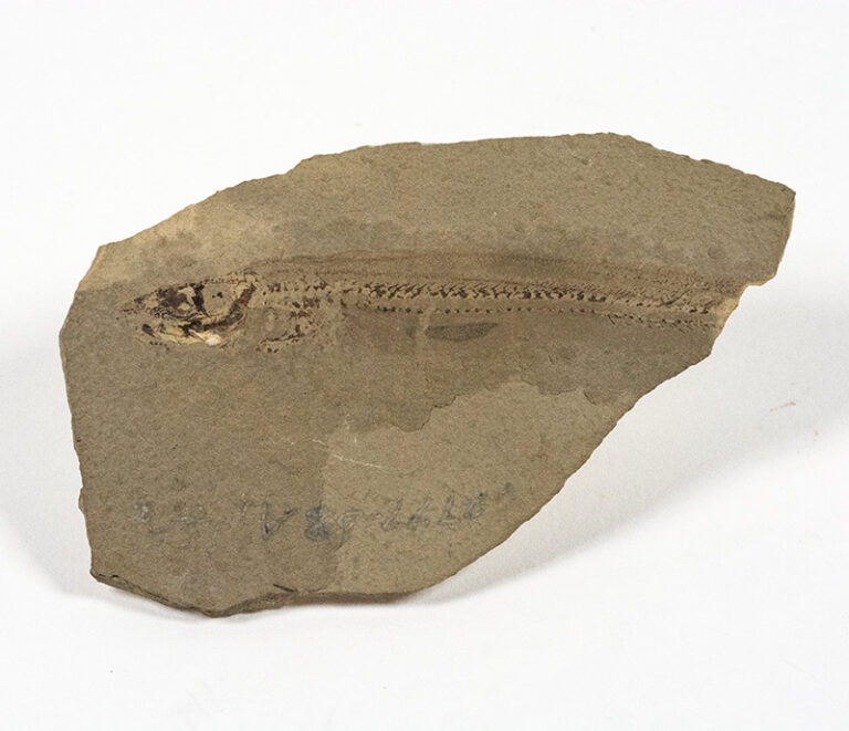 Harpagofututor volsellorhinus