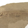 Harpagofututor volsellorhinus - Image 2