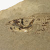 Harpagofututor volsellorhinus - Image 3