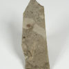 Oligocene Flower - Florissantia - Image 2