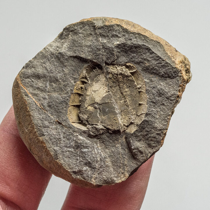What is a mitrate? - Mitrocystites