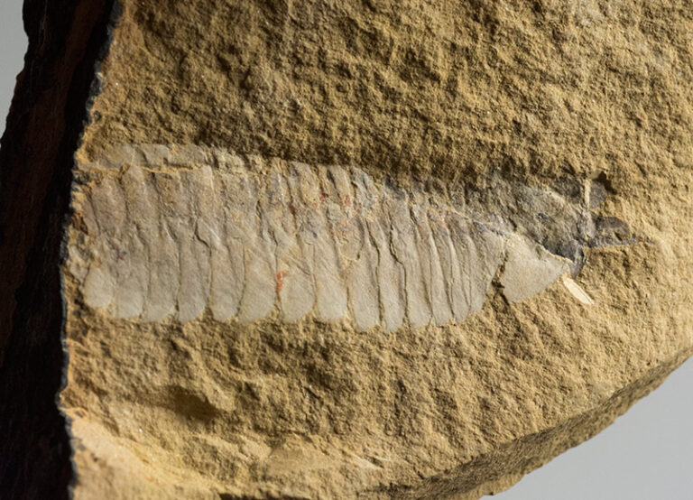 Fuxianhuia xiaoshibaensis Yang et. al 2013