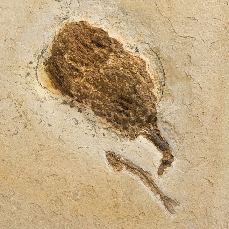 Araucaria sp. cone and fish - Dastilbe crandalli Jordan, 1910