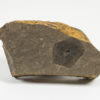 Florissantia sp. - Image 2