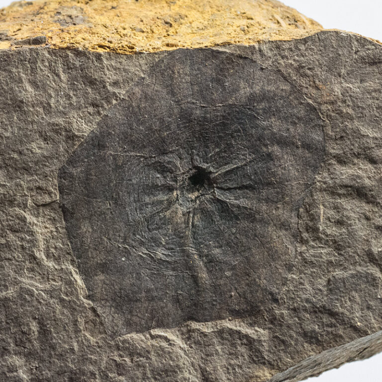 Florissantia sp.