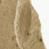 Bird Feather - Image 2