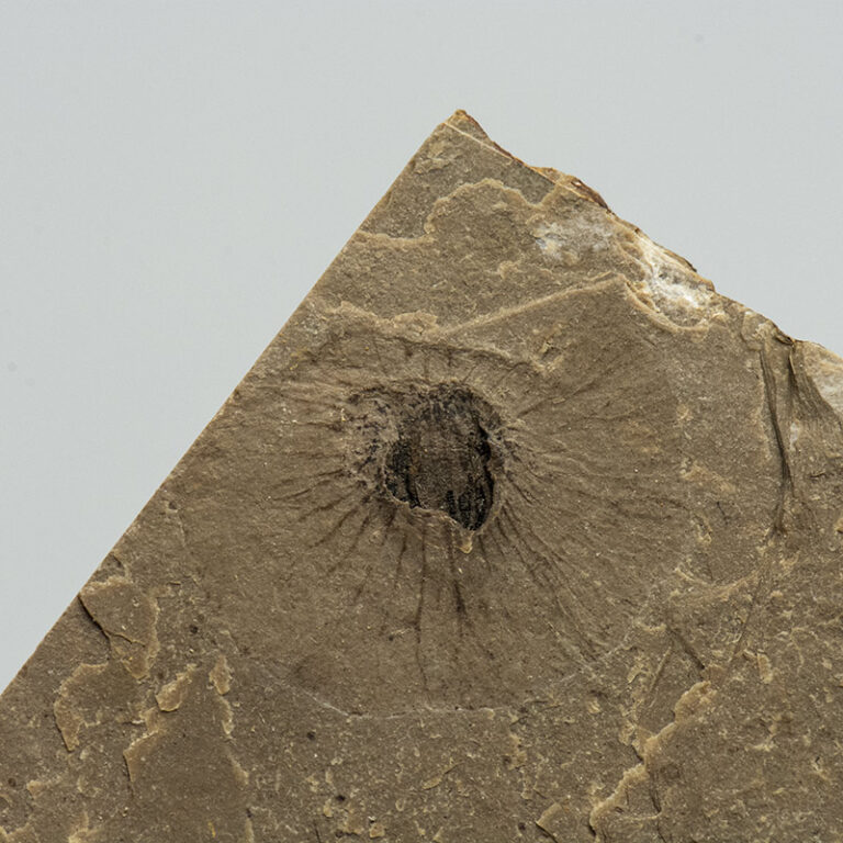 Koelreuteria sp.