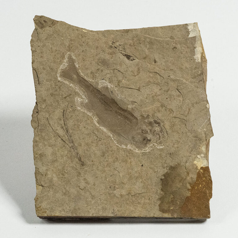 Eohiodon rosei (Hussakof)