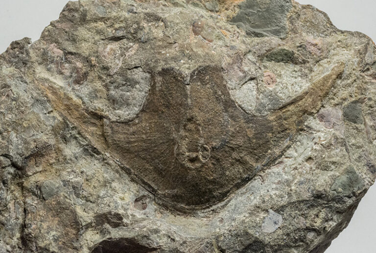 Stensiopelta pustulosa