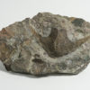Stensiopelta pustulosa - Image 2