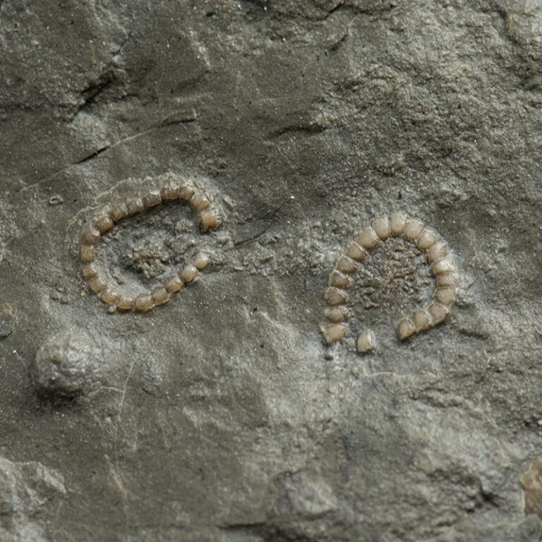 Cyclocystoides