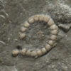 Cyclocystoides - Image 2