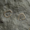 Cyclocystoides - Image 3