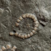Cyclocystoides - Image 4