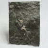 Cyclocystoides - Image 5