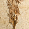 Araucaria sp. - Image 3