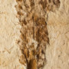 Araucaria sp. - Image 4