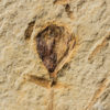 Ephedraceae - Image 3