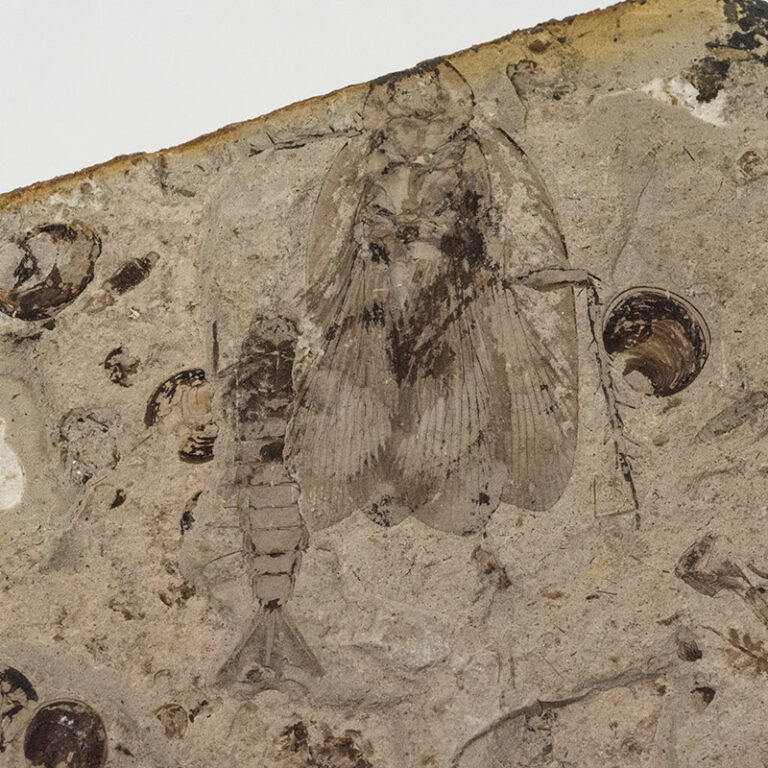 Cockroach