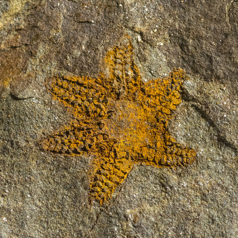 Abnormal 6-armed starfish &#8211; Petraster sp., The Natural Canvas