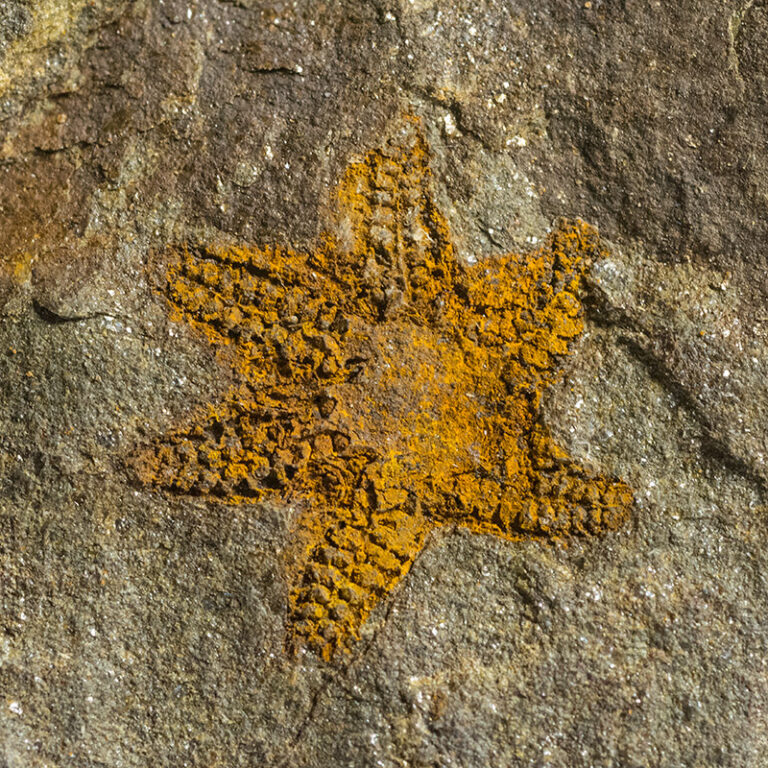 Abnormal 6-armed starfish - Petraster sp.