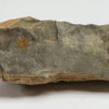 Abnormal 6-armed starfish - Petraster sp. - Image 2