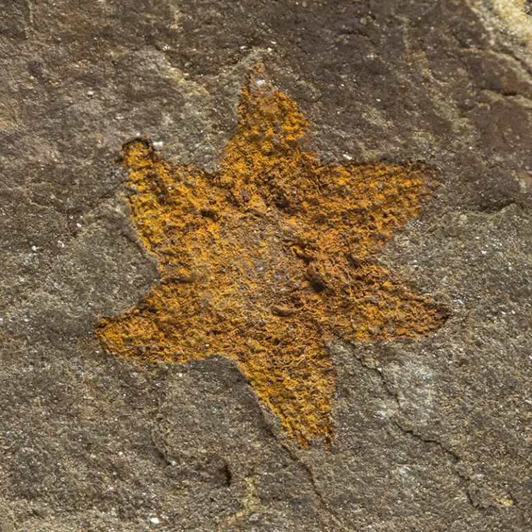 Abnormal 6-armed starfish &#8211; Petraster sp., The Natural Canvas