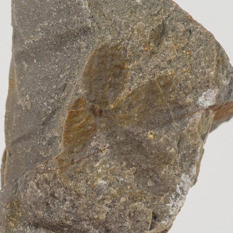 Cretaceous Flower