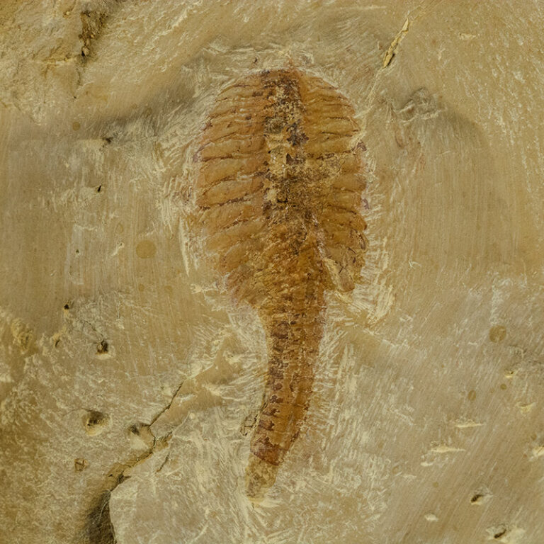 Fuxianhuia protensa, The Natural Canvas