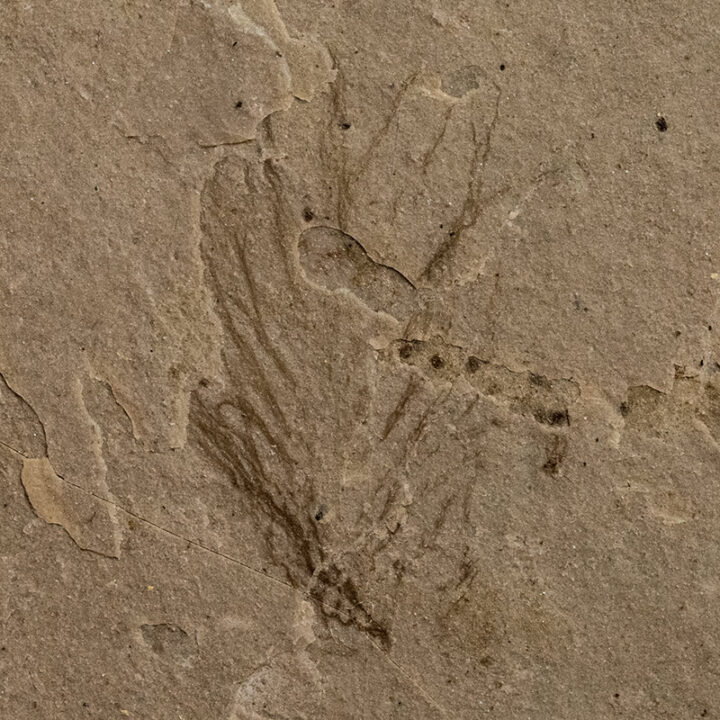 Eocene Bird Feather