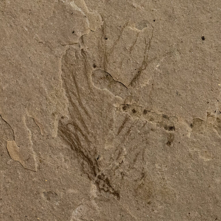 Eocene Bird Feather, The Natural Canvas