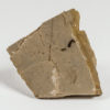Eocene Bird Feather - Image 2