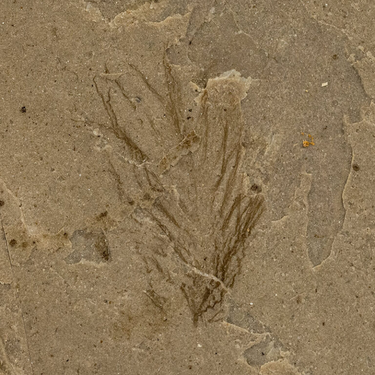 Eocene Bird Feather, The Natural Canvas
