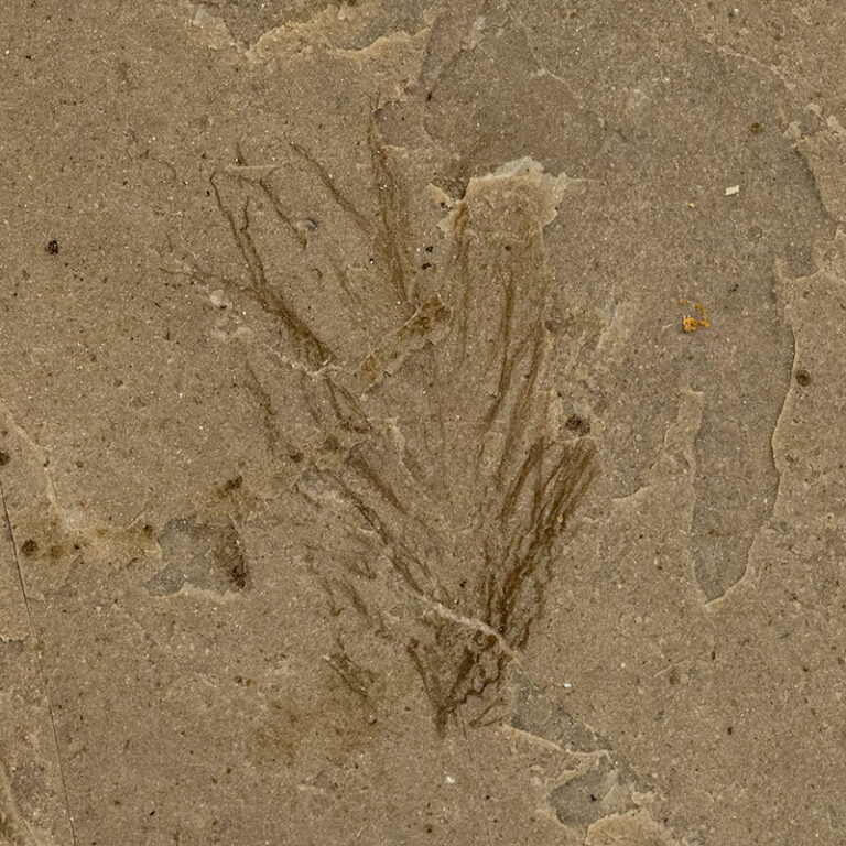 Eocene Bird Feather