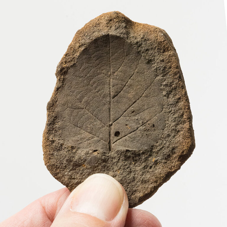 Cretaceous Leaf, The Natural Canvas