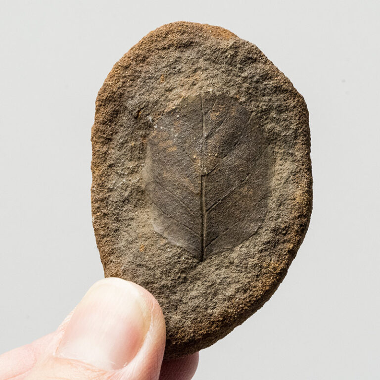 Cretaceous Leaf