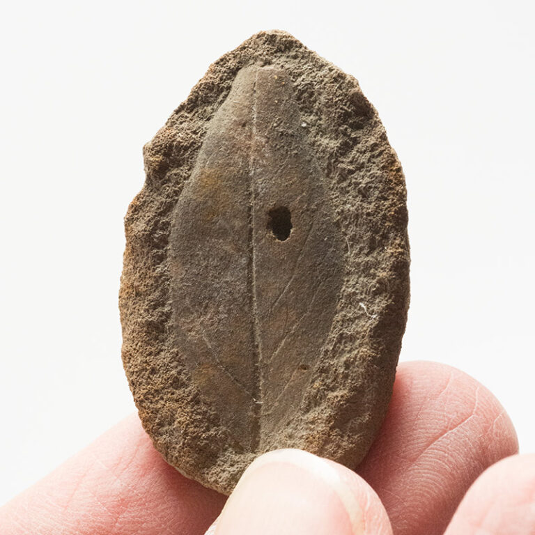 Cretaceous Leaf