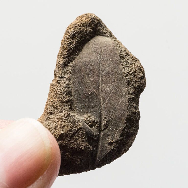 Cretaceous Leaf