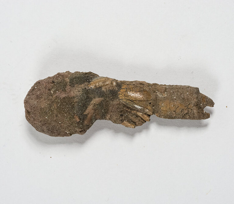 Mesostylus mortoni (Pilsbry, 1901)