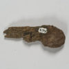 Mesostylus mortoni (Pilsbry, 1901) - Image 2