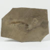 Apholidotos ossna - Image 2