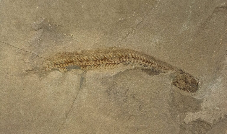 Apholidotos ossna
