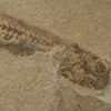 Apholidotos ossna - Image 3