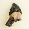 Squalodon sp. - Image 2