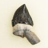 Squalodon sp. - Image 3