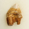 Squalodon sp. - Image 2